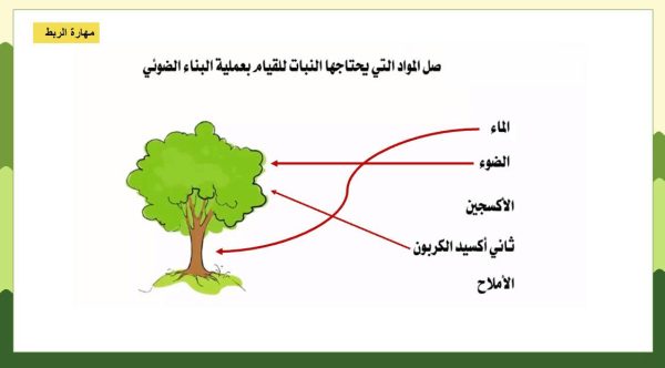 ⁦الخلية النباتية والخلية الحيوانية⁩ - الصورة ⁦8⁩