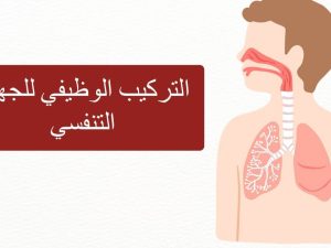 التركيب الوظيفي للجهاز التنفسي