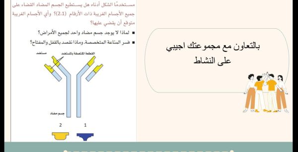 ⁦الأجسام المضادة واضطرابات جهاز المناعة⁩ - الصورة ⁦4⁩