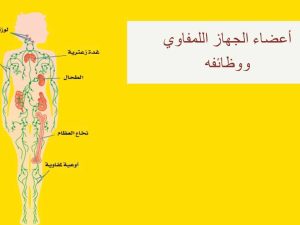أعضاء الجهاز اللمفاوي ووظائفه