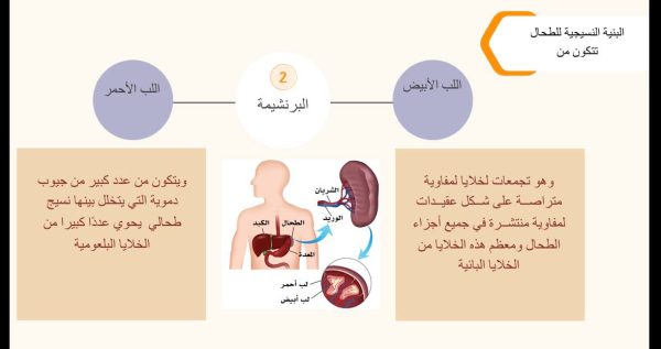 ⁦أعضاء الجهاز اللمفاوي ووظائفه⁩ - الصورة ⁦3⁩