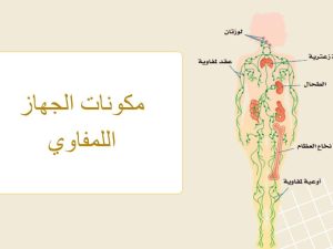 مكونات الجهاز اللمفاوي