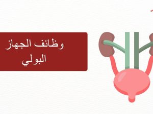 وظائف الجهاز البولي