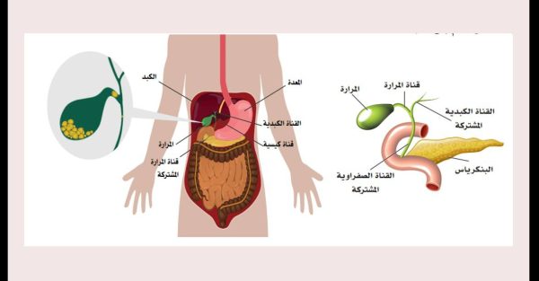 ⁦ملحقات القناة الهضمية⁩ - الصورة ⁦4⁩