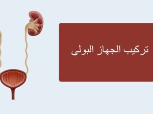 تركيب الجهاز البولي