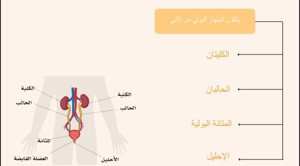 ⁦تركيب الجهاز البولي⁩ - الصورة ⁦2⁩