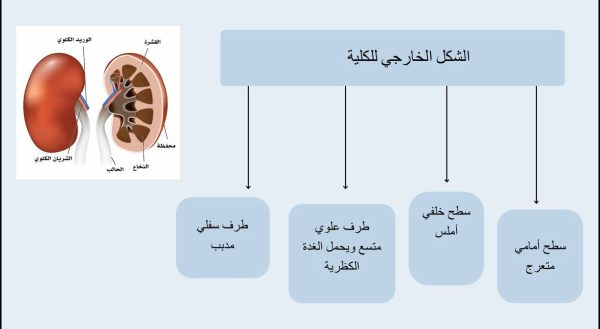 ⁦تركيب الجهاز البولي⁩ - الصورة ⁦5⁩