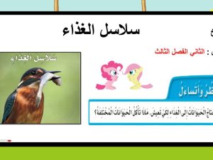 سلاسل الغذاء