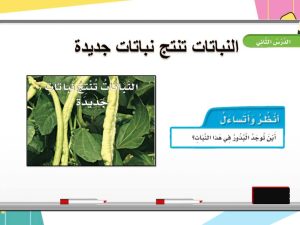 النباتات تنتج نباتات جديدة